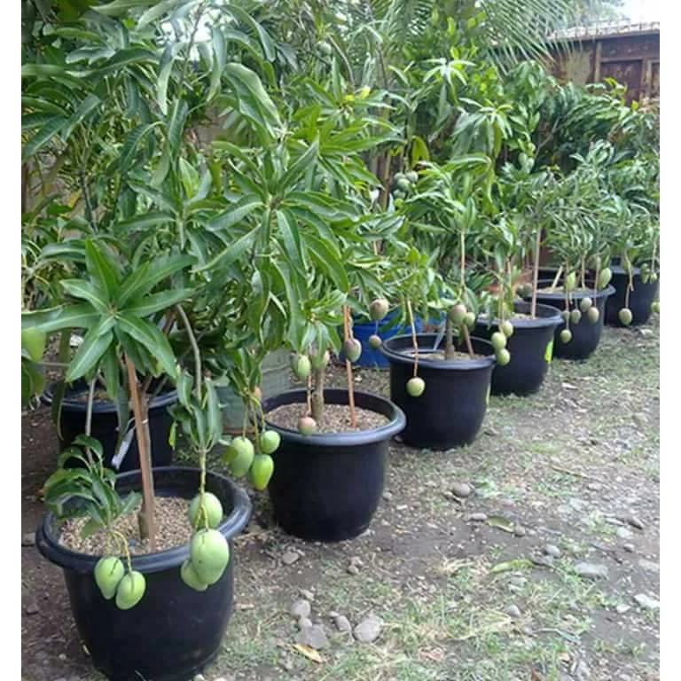 Pokok Mangga Harum Manis