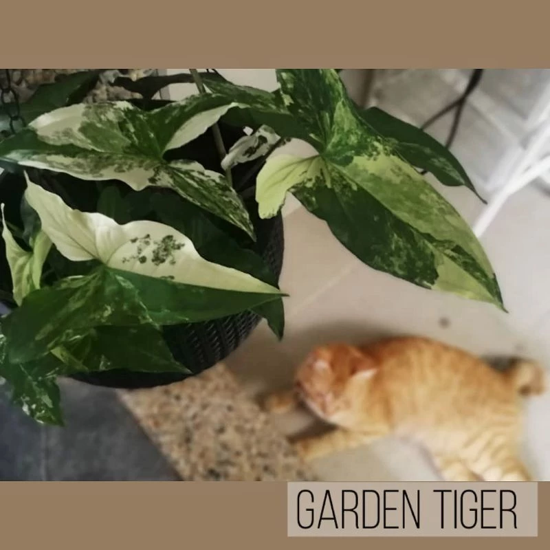 Syngonium Pink Splash