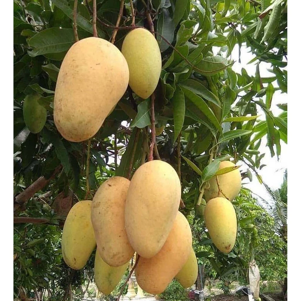 Pokok Mangga Chokanan Hybrid 