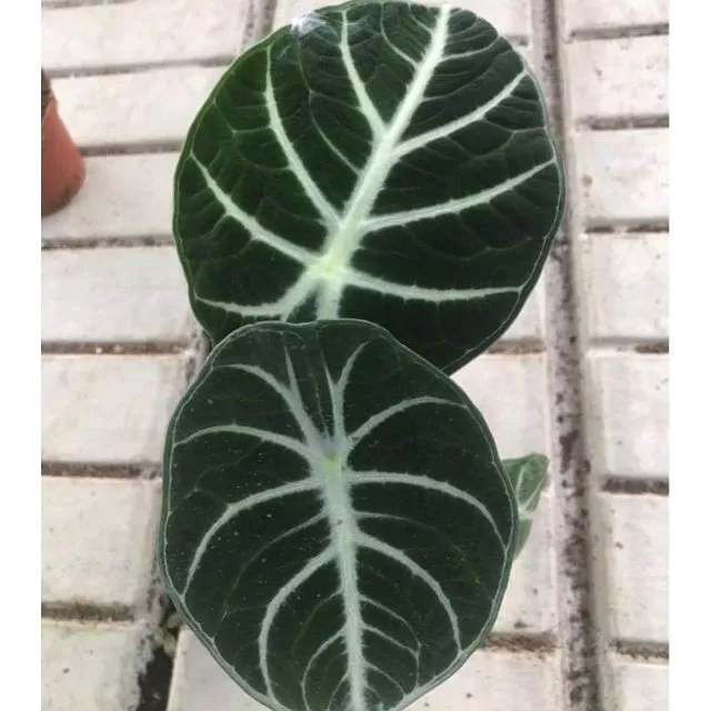 Jewel Alocasia