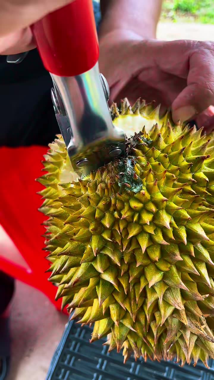 Dah ada pembuka durian,sekarang Taiping musim durian.wanita2 guna alat nie ja..senang