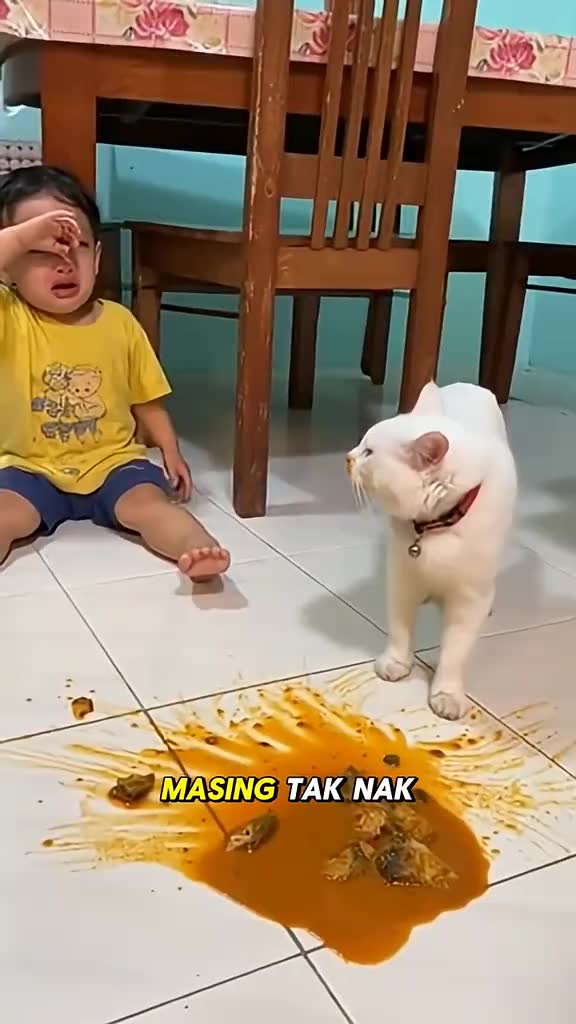 Jangan Nak Tuduh Aku Ya Budak #oyen #kucinglucu #catlover #kittycat #babylove #videolucu #lucubanget #miaw #catmeme #funnyvideos #funnybaby #foryou #petlover #Love #goviral