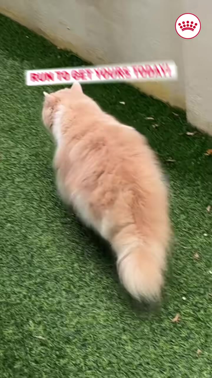 Run don’t walk to the pet store!🏃  Treat your cat to a diet tailored to its unique needs and watch it enjoy every bite. Make the switch with our 400 + 400gm twin pack and enjoy more for less!   #RoyalCaninMalaysia