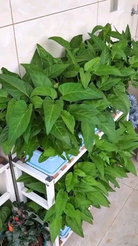 #benihkangkung #kangkungtigacabang #kangkunghidroponik #kangkung #fyp #bijikangkung