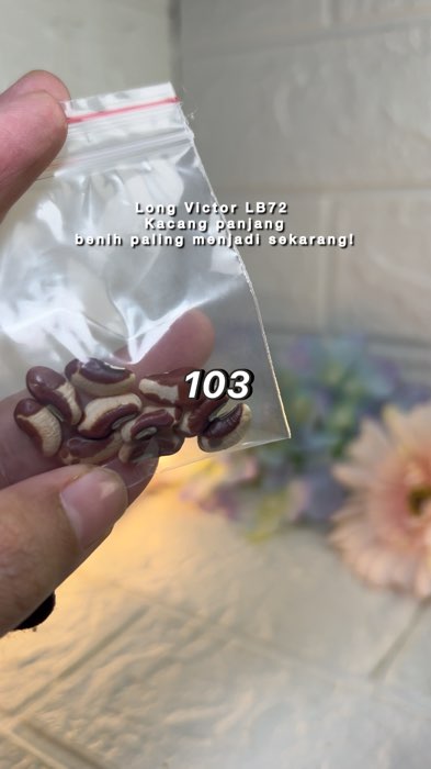 Dari biji ke hasil. Long Victor LB72 memang terbukti cepat berbuah! Klik beli. #benih #bijibenih #kacangpanjang #longbean #kebun