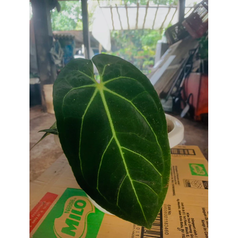 Anthurium Clarivervium