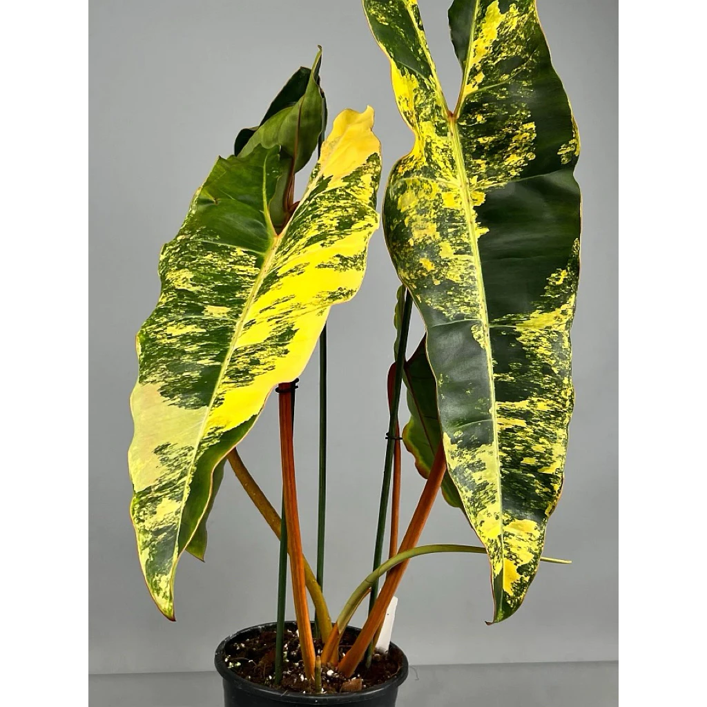 Philodendron Billietiae